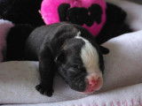 Chiots American Bully a vendre