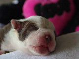 Chiots American Bully a vendre