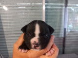 Chiots American Bully a vendre