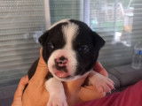 Chiots American Bully a vendre