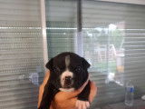 Chiots American Bully a vendre