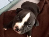 Chiots American Bully a vendre