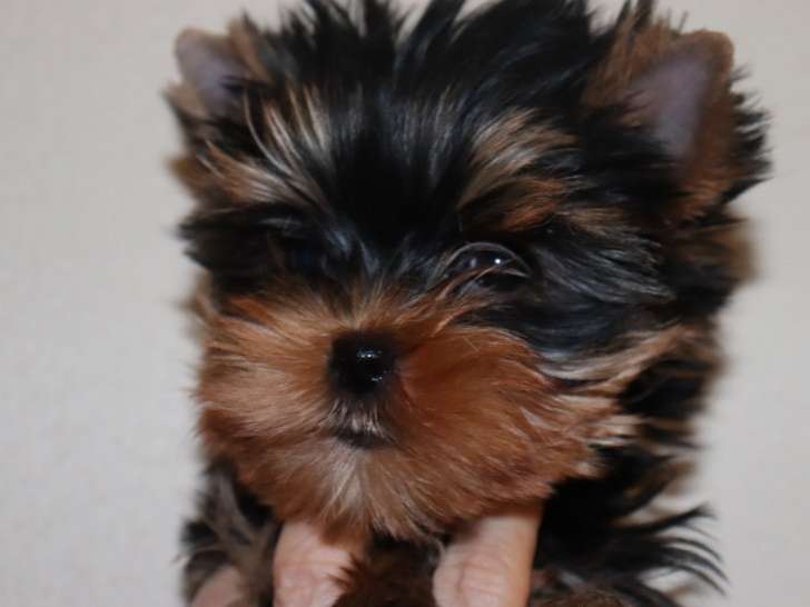 Magnifiques chiot mâles Yorkshire Terrier LOF à vendre