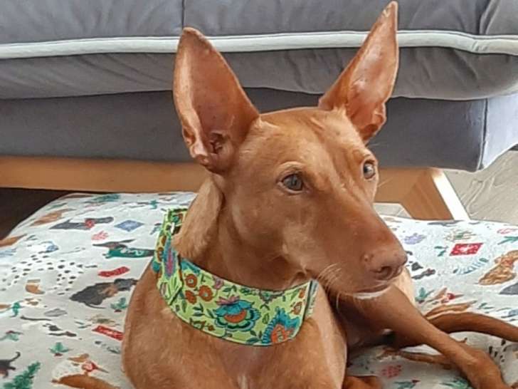ATENEA, chienne douce et mignonne à adopter