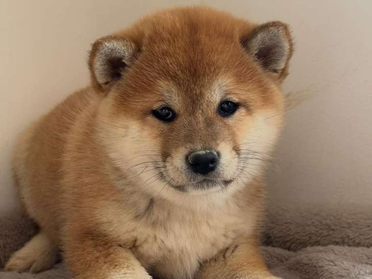 Chiots femelles Shiba Inu LOF à vendre