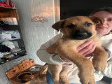 Chiot Malinois de pure race en vente