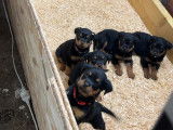 Chiot Rottweiler à vendre
