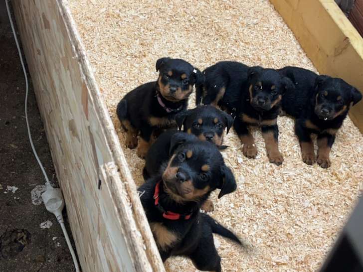 Chiot Rottweiler à vendre
