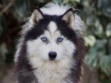 Mâle Pomsky miniature pour saillie