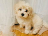 Chiot de type Maltipoo femelle à vendre