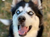 Togo, gentil Husky à donner