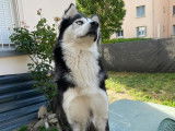 Togo, gentil Husky à donner