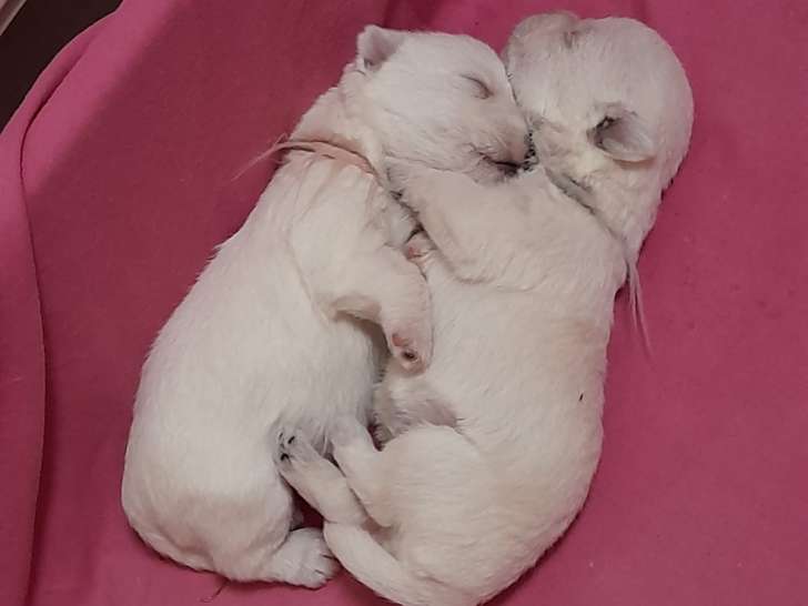 1 mâle et 1 femelle Westie à vendre
