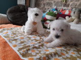 1 mâle et 1 femelle Westie à vendre