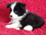 Chiots Border Collie à vendre