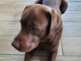 Magnifique Labrador chocolat disponible pour saillie