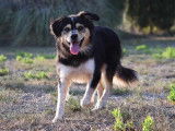 Koda, Husky croisé Border de 4 ans et demi à adopter