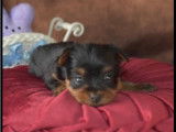Chiots Yorkshire Terrier LOF à vendre