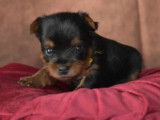 Chiots Yorkshire Terrier LOF à vendre