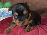 Chiots Yorkshire Terrier LOF à vendre