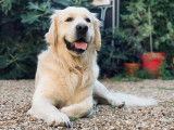M&acirc;le Golden Retriever disponible pour saillie