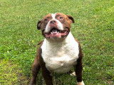 Mâle American Bully disponible pour saillie