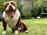 Mâle American Bully disponible pour saillie