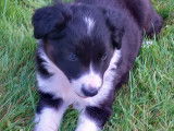 Chiots Border Collie à vendre