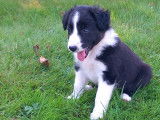 Chiots Border Collie à vendre