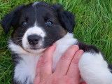 Chiots Border Collie à vendre