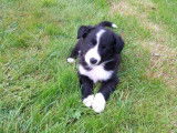 Chiots Border Collie à vendre