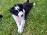 Chiots Border Collie à vendre