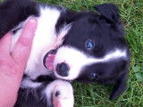 Chiots Border Collie à vendre