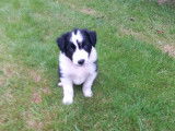 Chiots Border Collie à vendre