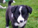 Chiots Border Collie à vendre