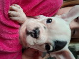 Chiots Bouledogue fran&ccedil;ais &agrave; vendre