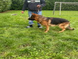 Mâle Berger Allemand de pure race disponible pour saillie