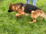 Mâle Berger Allemand de pure race disponible pour saillie