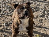 Mâle Staffordshire Bull Terrier LOF disponible pour saillie