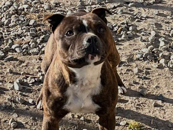 Mâle Staffordshire Bull Terrier LOF disponible pour saillie