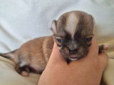 Superbes chiots Chihuahua &agrave; poil long &agrave; vendre
