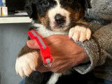 Chiots Bouvier Bernois à vendre
