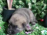 Chiots Eurasier à vendre