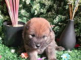 Chiots Eurasier à vendre