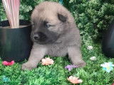 Chiots Eurasier à vendre
