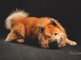 Chiots Eurasier à vendre