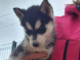 Chiots Husky de Sibérie à vendre