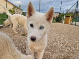 Chiots Husky de Sibérie à vendre