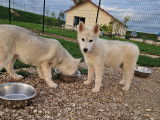 Chiots Husky de Sibérie à vendre