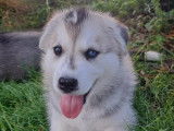 Chiots Husky Sibérien de pure race à vendre